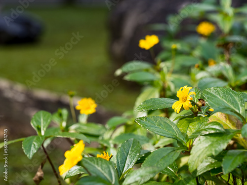 Thymophyllia, the beautiful little yellow flower. photo