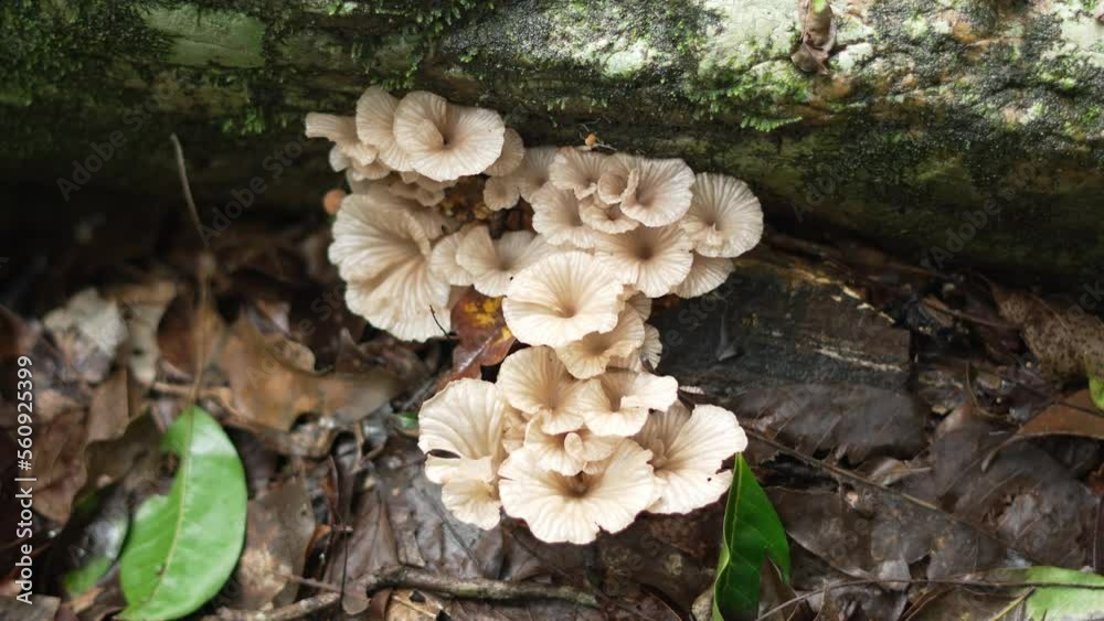 White Fungi growing on forest floor White Fungi growing on forest floor