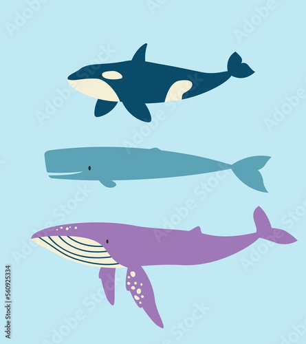 Set of different whales in flat style. Beautiful underwater inhabitants.