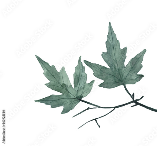 Watercolor green leaves on white background, spring or summer design