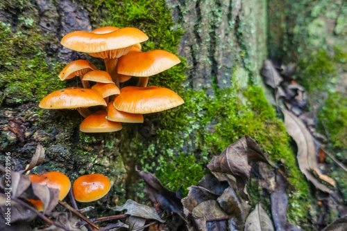orange golden needle mushrooms on a tree trunk with green moss