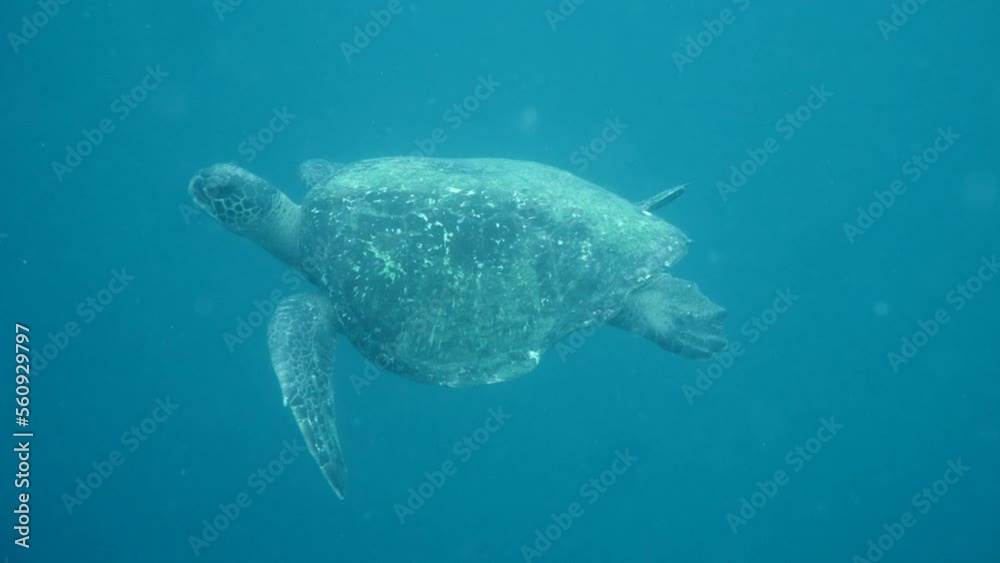 Moving plane towards swimming turtles, aquatic camera