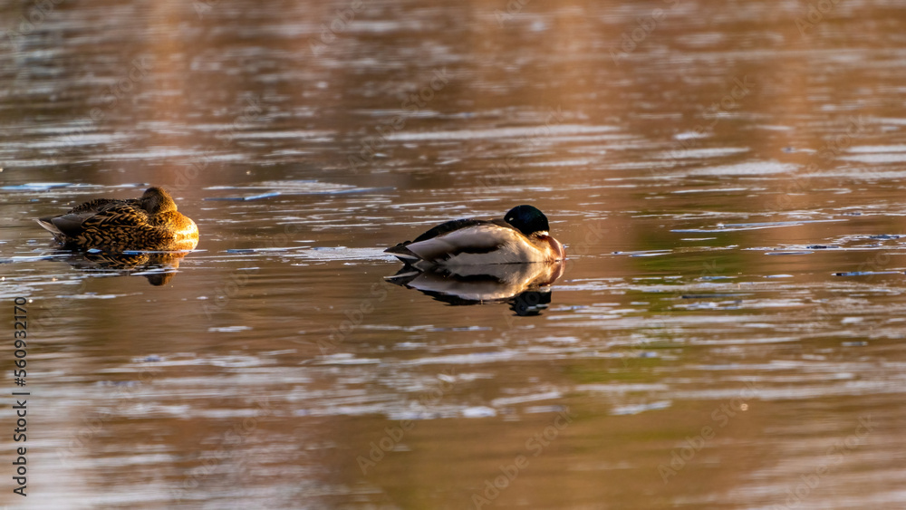A large flock of ducks eats abandoned bread on the lake, Ducks and drakes swim on the water