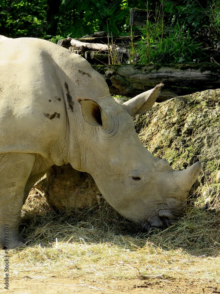 Fototapeta premium rhinocéros