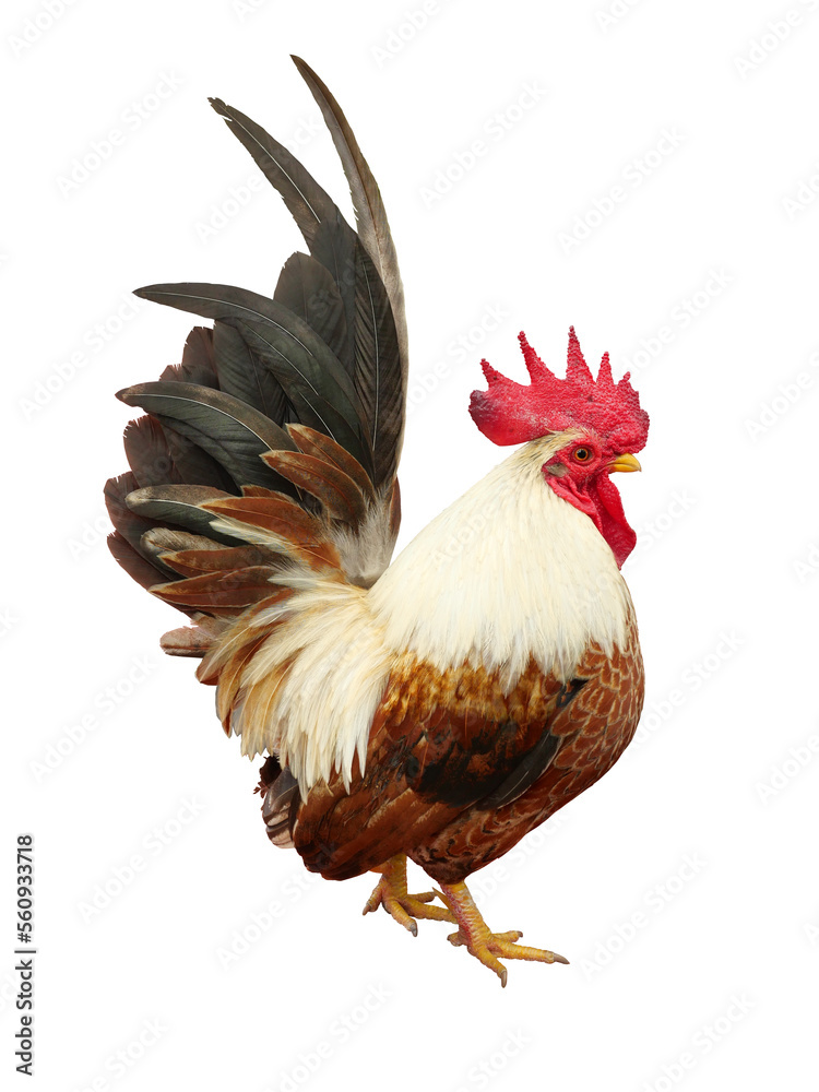 Fototapeta premium Bantam chicken is standing isolated on white background, Black with brown with yellow and orange color stripes of of the feathers on the rooster body