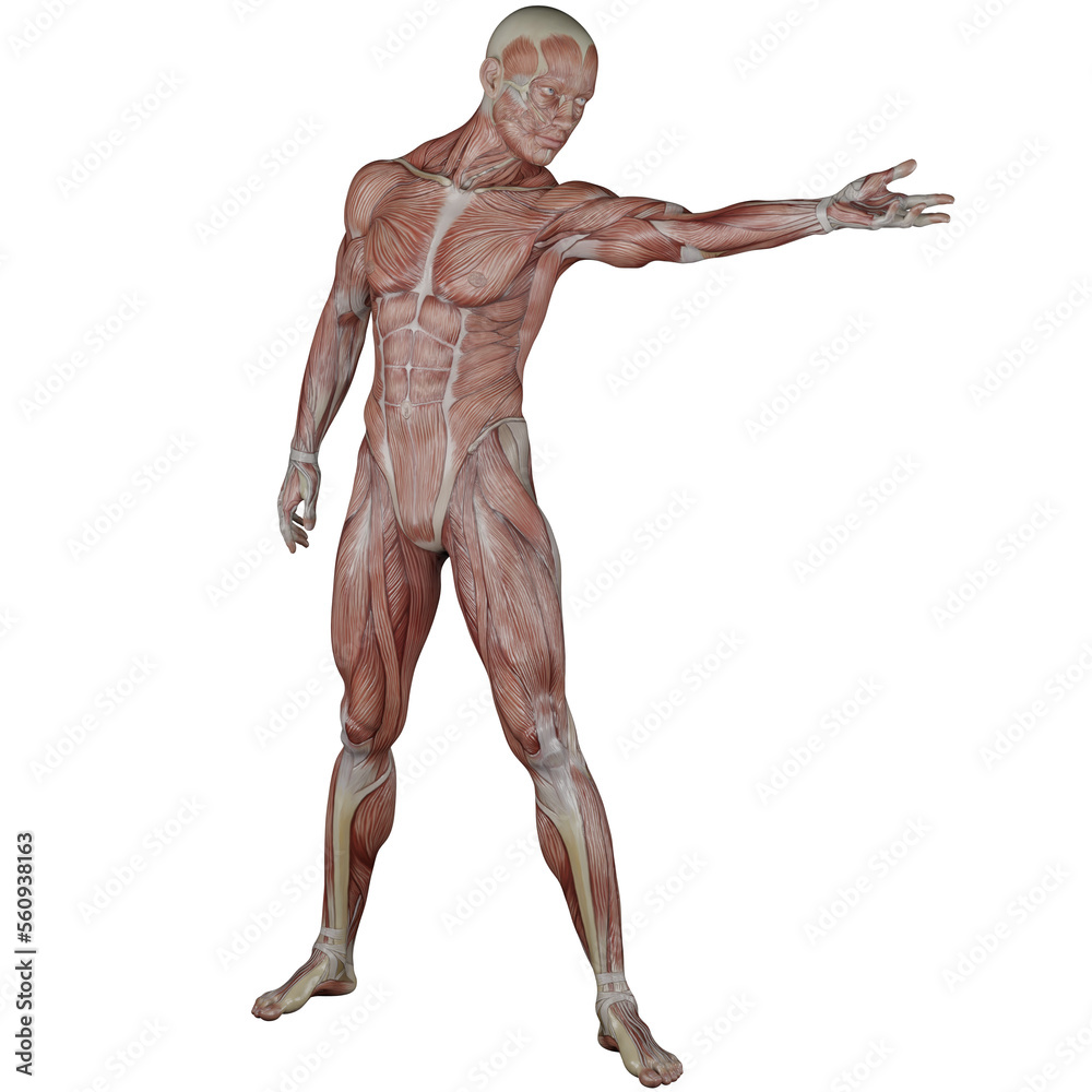 muscle body exercise person with transparent background muscle body exercise person with transparent background