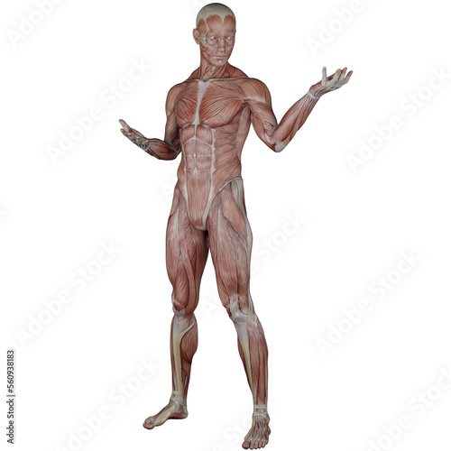 muscle body exercise person with transparent background