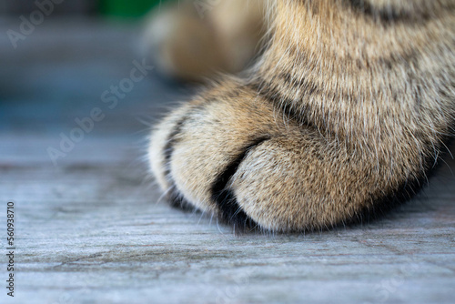 Cat's paw extreme close-up on a tree background.