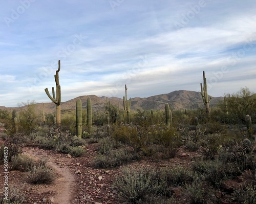 Large Saguaros in Tucson, AZ © Kevin