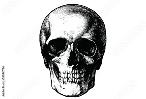 Wallpaper Mural human skull isolated on black Torontodigital.ca