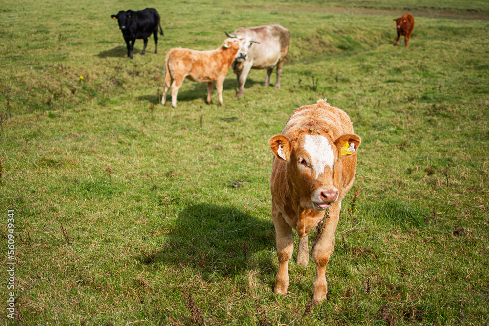 Cow cub grazes in the green meadow. Cow breeding. Farm produces fresh milk. Cow cub grazes in the green meadow. Cow breeding. Farm produces fresh milk.