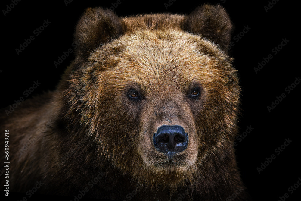 Front view of brown bear isolated on black background. Portrait of Kamchatka bear (Ursus arctos beringianus) Front view of brown bear isolated on black background. Portrait of Kamchatka bear (Ursus arctos beringianus)