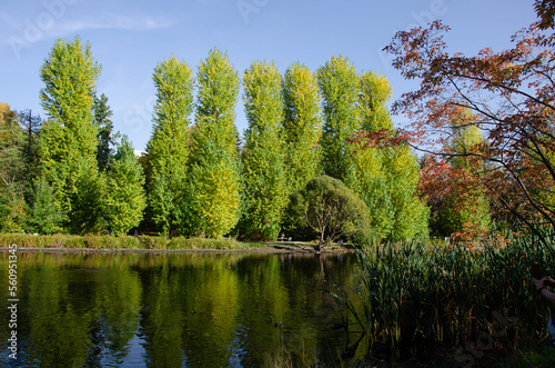 Green coniferous forest on the river bank in summer.