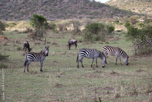 zebras and wildebeest grazing in masai mara national park kenya africa