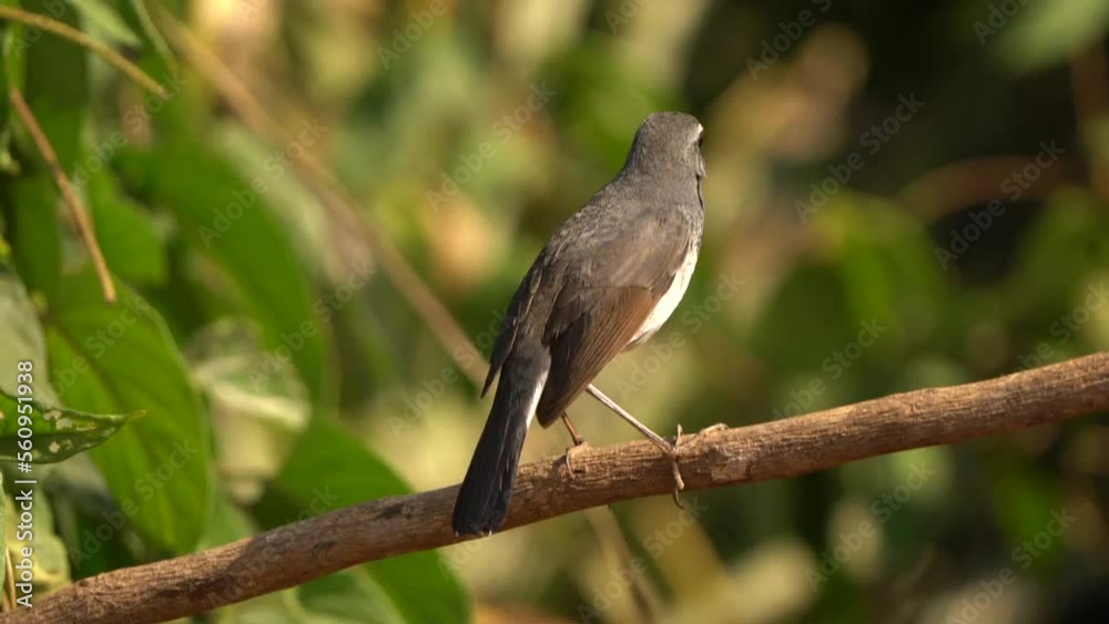 Chinese Rubythroat rare birds and migration birds in Thailand and Southeast Asia. Chinese Rubythroat rare birds and migration birds in Thailand and Southeast Asia.