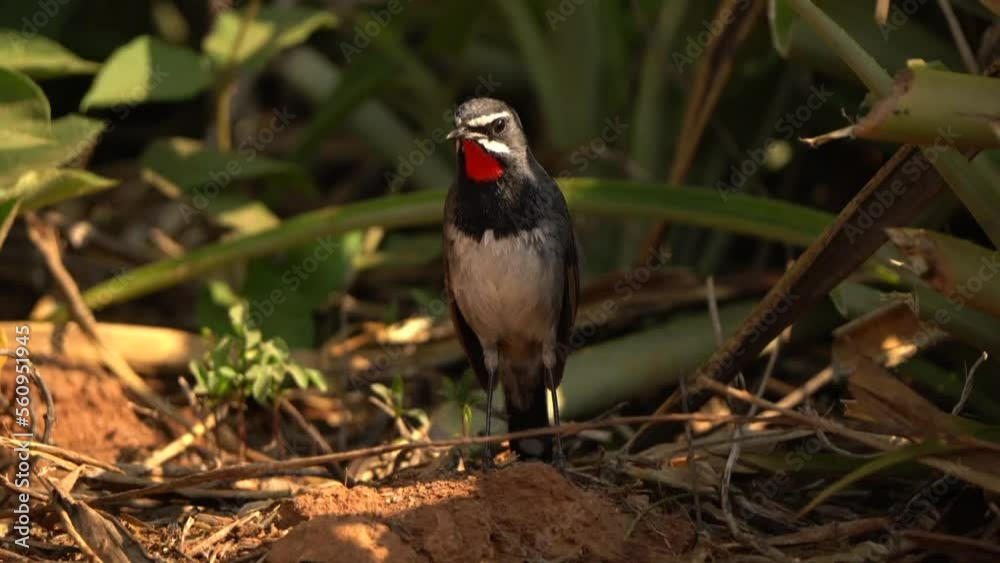 Chinese Rubythroat rare birds and migration birds in Thailand and Southeast Asia. Chinese Rubythroat rare birds and migration birds in Thailand and Southeast Asia.