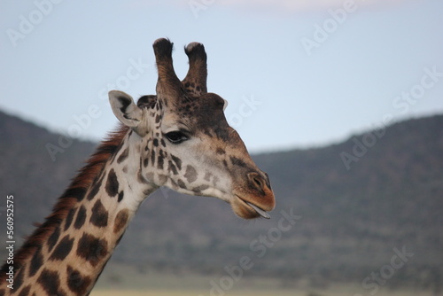 giraffe grazing in a savannah in the masai mara national park in the morning sun