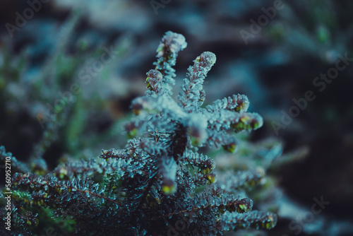 frozen winter plants covered with frost texture