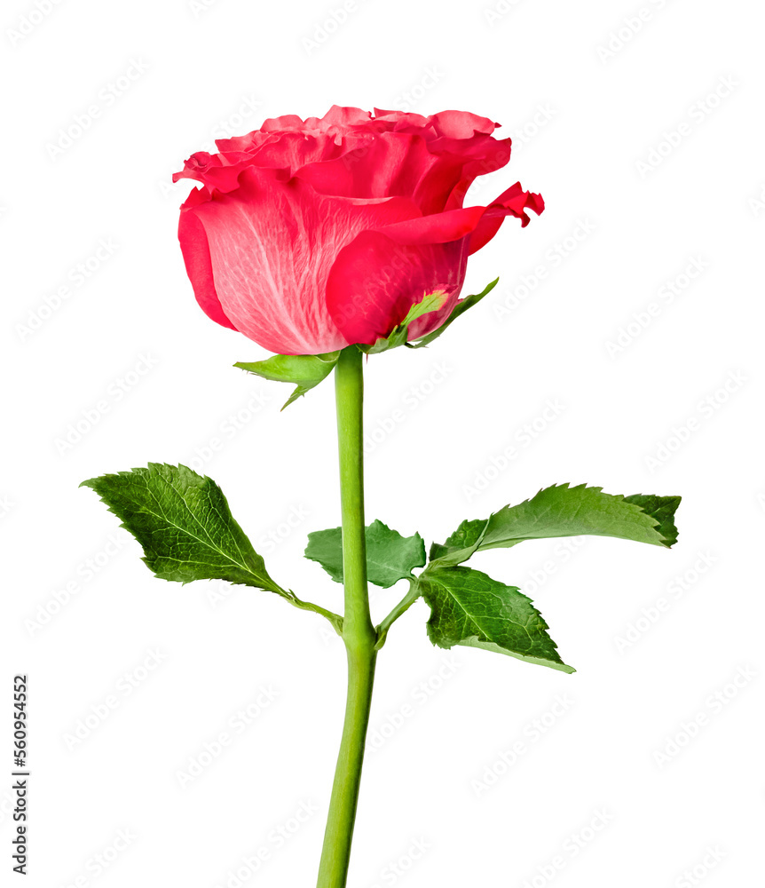 One pink rose with leaves, flower isolated on a white background. Copy space One pink rose with leaves, flower isolated on a white background. Copy space