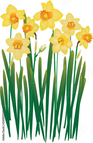 水仙の花