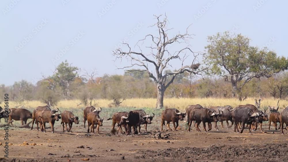African buffalo walking in dry land scenery in Kruger National park, South Africa ; Specie Syncerus caffer family of Bovidae African buffalo walking in dry land scenery in Kruger National park, South Africa ; Specie Syncerus caffer family of Bovidae