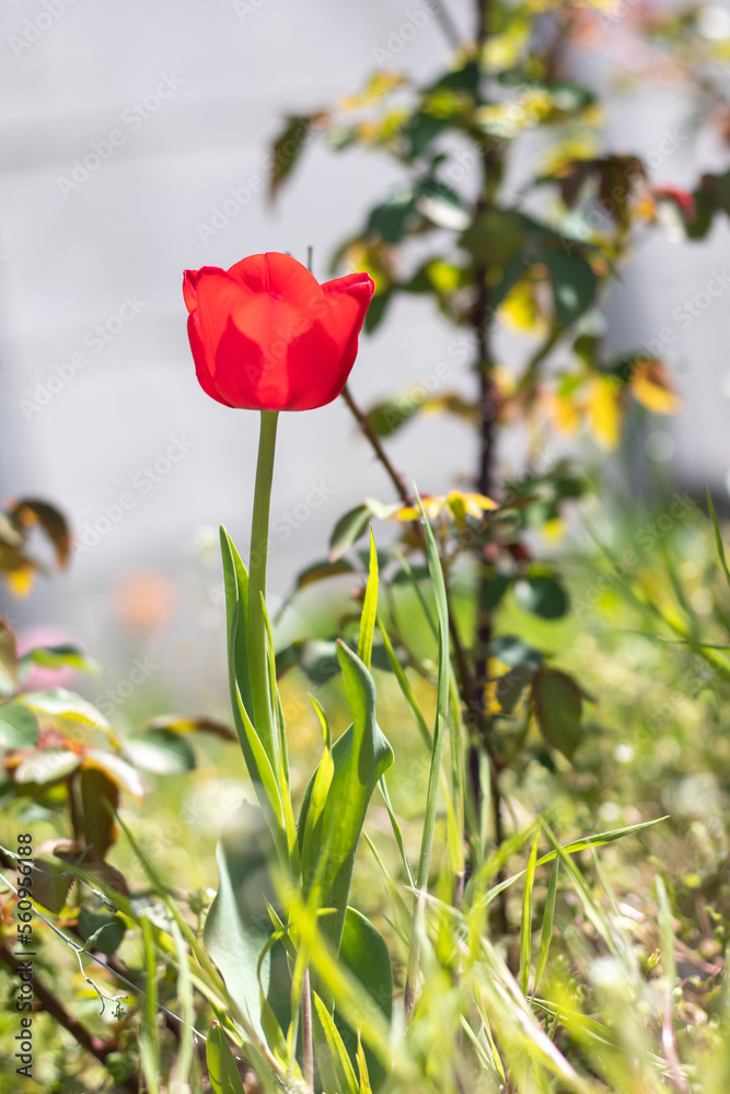 Selective focus of one red tulip in the garden with green leaves. Blurred background. A flower that grows among the grass on a warm sunny day. Spring and Easter natural background with tulip. Selective focus of one red tulip in the garden with green leaves. Blurred background. A flower that grows among the grass on a warm sunny day. Spring and Easter natural background with tulip.
