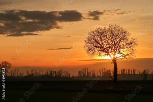 Albero al tramonto controluce Pianura Padana photo