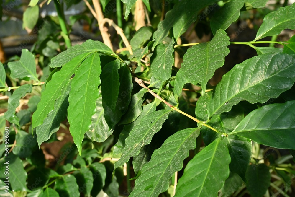 Coffee tree leaves Rubiaceae tropical plants. It has evergreen glossy leaves and bright red berries.
It is a commercial crop that is the raw material of coffee. Coffee tree leaves Rubiaceae tropical plants. It has evergreen glossy leaves and bright red berries.
It is a commercial crop that is the raw material of coffee.