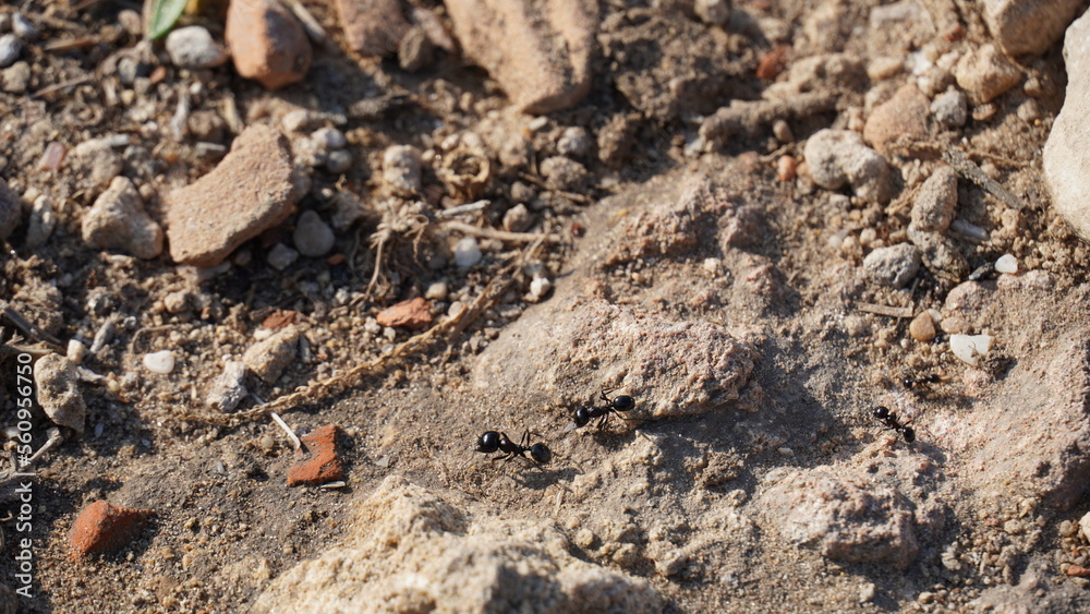 View of ants on stone (Camponotus herculeanus), Israel View of ants on stone (Camponotus herculeanus), Israel