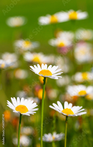 Blühende Margeriten (Leucanthemum) auf der Blumenwiese