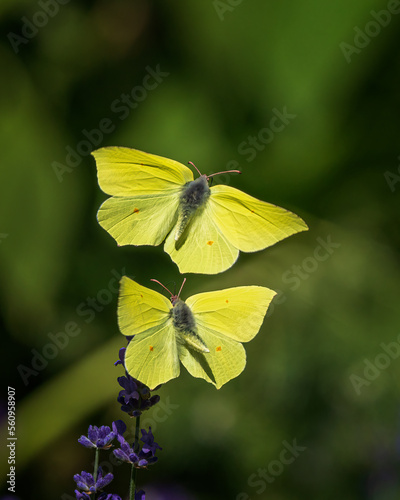 butterfly on flower
Gonepteryx rhamni