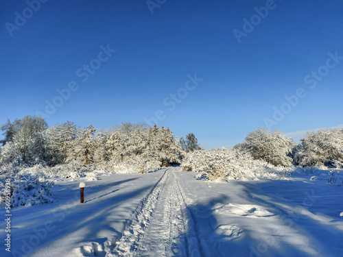 Winter landscape with trees  bushes and vegetation covered with snow after a heavy snowfall on a sunny day. Snowy winter fairytale. Winter landscape