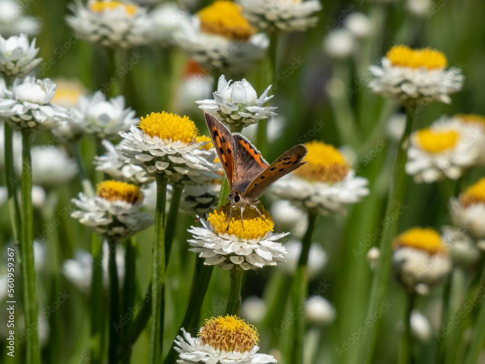 The small or common copper (Lycaena phlaeas). The upperside forewings are a bright orange with a dark edge border and eight nine black spots. The hindwings are dark with an orange border The small or common copper (Lycaena phlaeas). The upperside forewings are a bright orange with a dark edge border and eight nine black spots. The hindwings are dark with an orange border