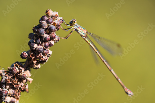 Dragonfly on branch in blurred background