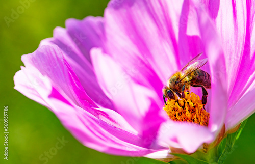 Biene sitzt auf einer Blumenblüte