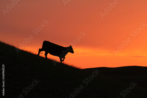 Cow (Bos taurus) silhouetted at sunset, Sublette County, Wyoming photo