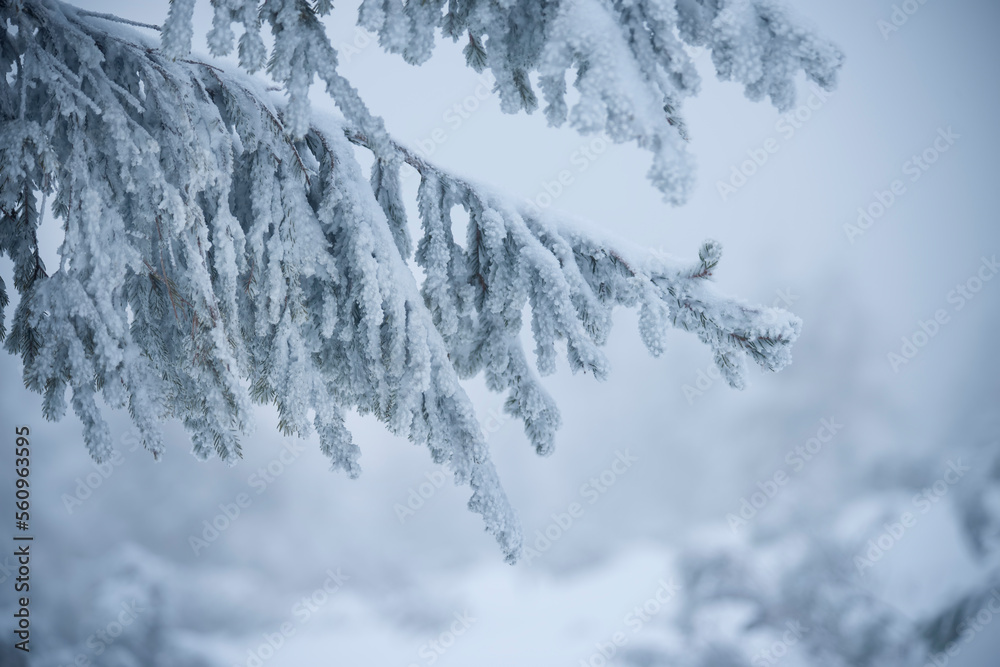 Snow-covered branches of spruce in white hoarfrost. Close-up. winter background Snow-covered branches of spruce in white hoarfrost. Close-up. winter background