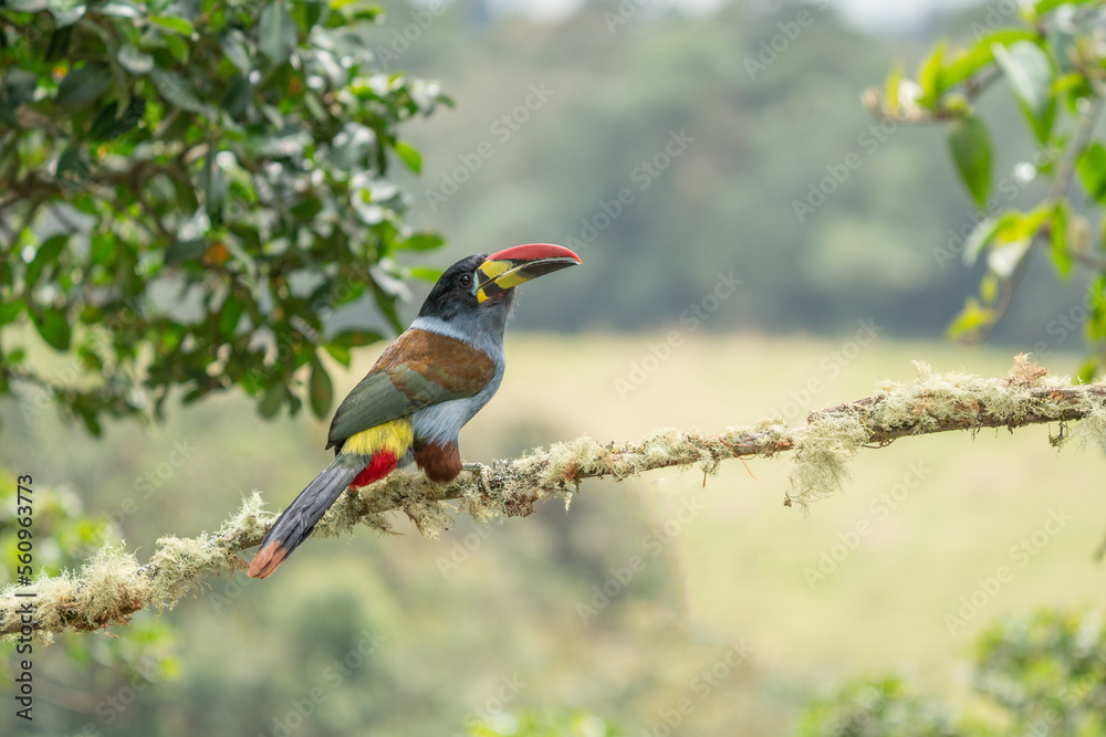 beautiful colored plate-billed mountain toucan (Andigena laminirostris) sitting n the branch very near in the cloud forest beautiful colored plate-billed mountain toucan (Andigena laminirostris) sitting n the branch very near in the cloud forest