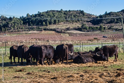 Bisons dans leur pré