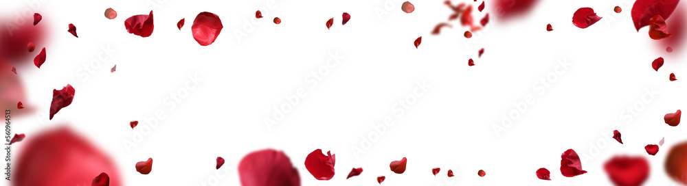 Fototapeta premium Backdrop of rose petals isolated on a transparent white background. Valentine day background. 