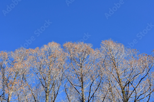 冬の青空と樹