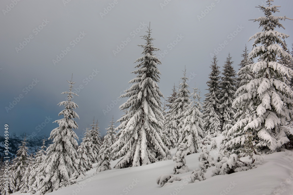   Winter landscape with snow-covered fir trees in the mountains.