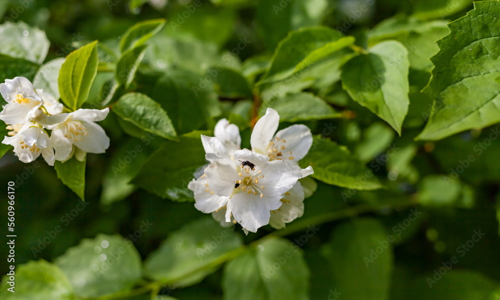Flowers Flowers
