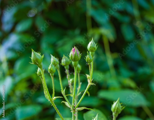 Flower bud "Rose" close-up on the background of greenery in summer