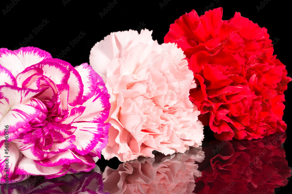 Three flowers heads of carnation (Dianthus) isolated on black background, mirror reflection Three flowers heads of carnation (Dianthus) isolated on black background, mirror reflection