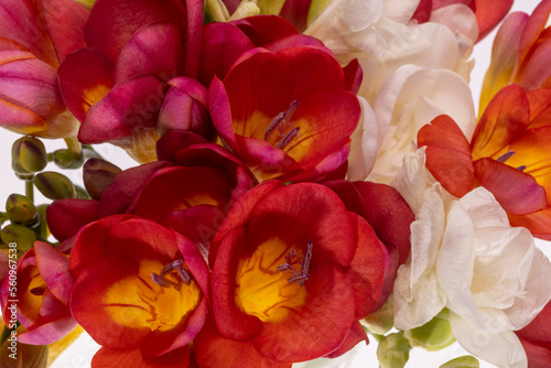 A bouquet of beautiful colorful freesia flowers  close up