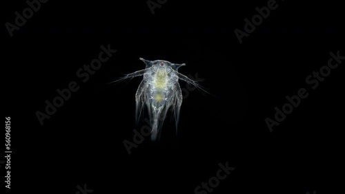 Larva crustacea on the stage nauplios, family Balanidae under a microscope, genus Balanus. Larvae for some time exist in water column, feed and, having reached stage of a ciriform larva, settle on photo