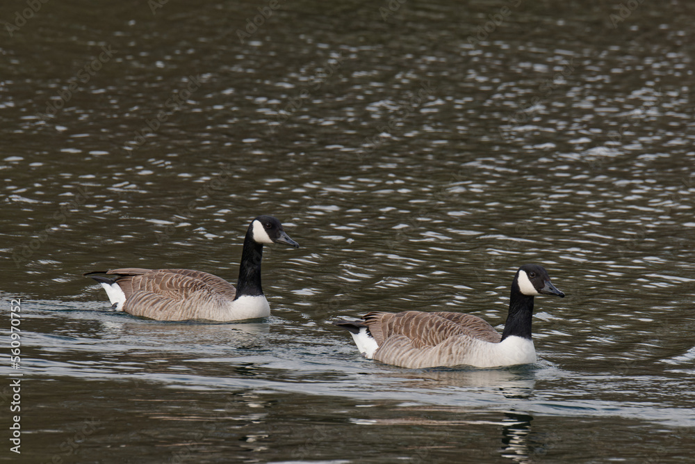 Obraz premium Bernache du canada 
