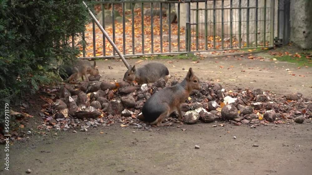 Video „Capybaras eat food appetizingly. Nutrition of wild animals ...