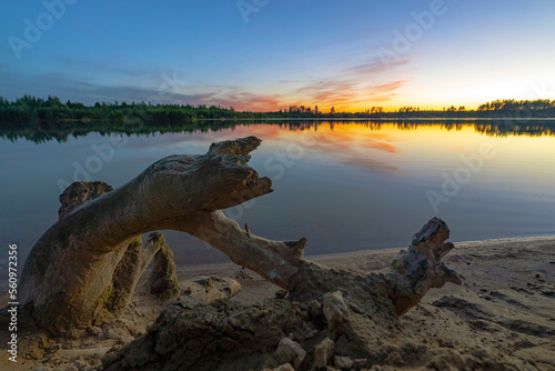 A curved snag on the shore of the lake and the evening sky at sunset.